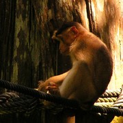 Malaysia - Borneo - Sepilok orangutans sanctuary 04
