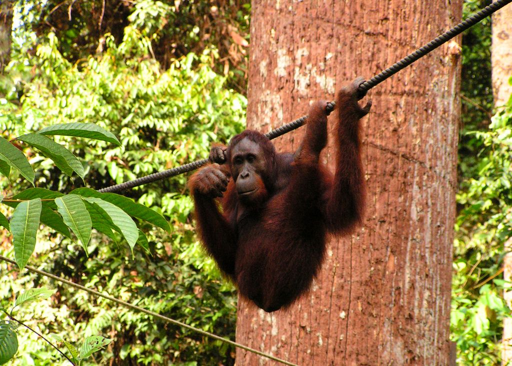 Malaysia - Borneo - Sepilok orangutans sanctuary 05