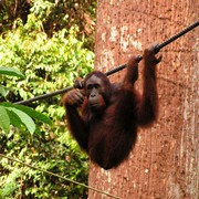 Malaysia - Borneo - Sepilok orangutans sanctuary 05