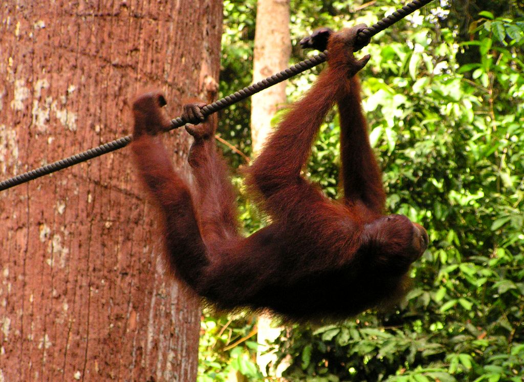 Malaysia - Borneo - Sepilok orangutans sanctuary 06