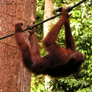 Malaysia - Borneo - Sepilok orangutans sanctuary 06