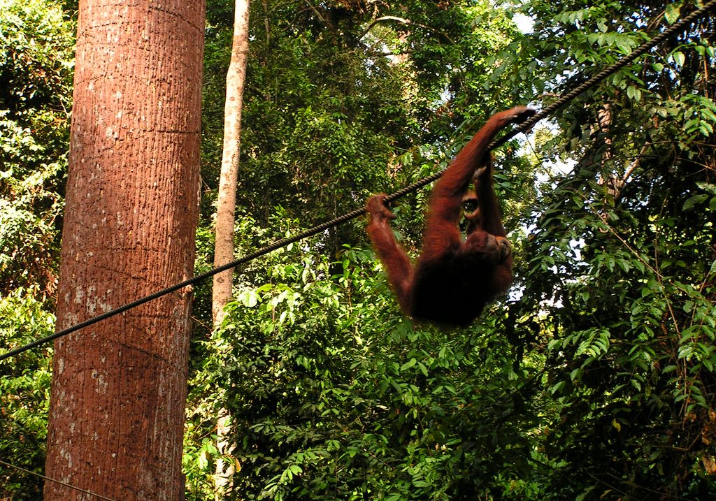 Malaysia - Borneo - Sepilok orangutans sanctuary 07