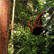 Malaysia - Borneo - Sepilok orangutans sanctuary 07