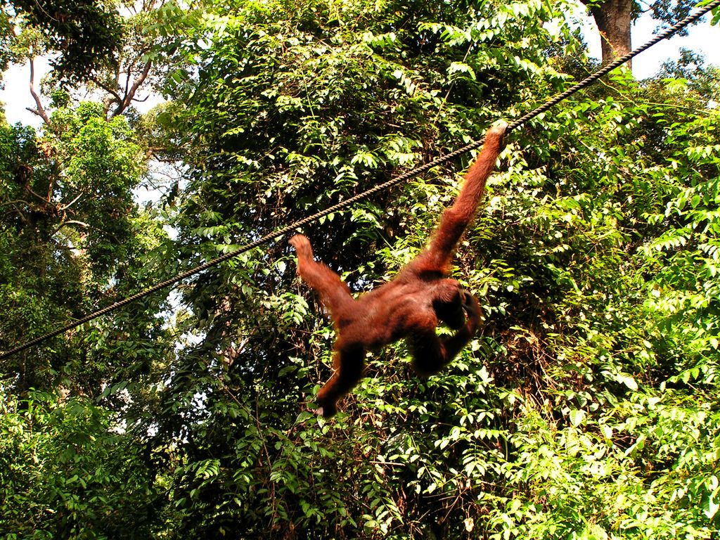 Malaysia - Borneo - Sepilok orangutans sanctuary 08