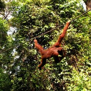 Malaysia - Borneo - Sepilok orangutans sanctuary 08