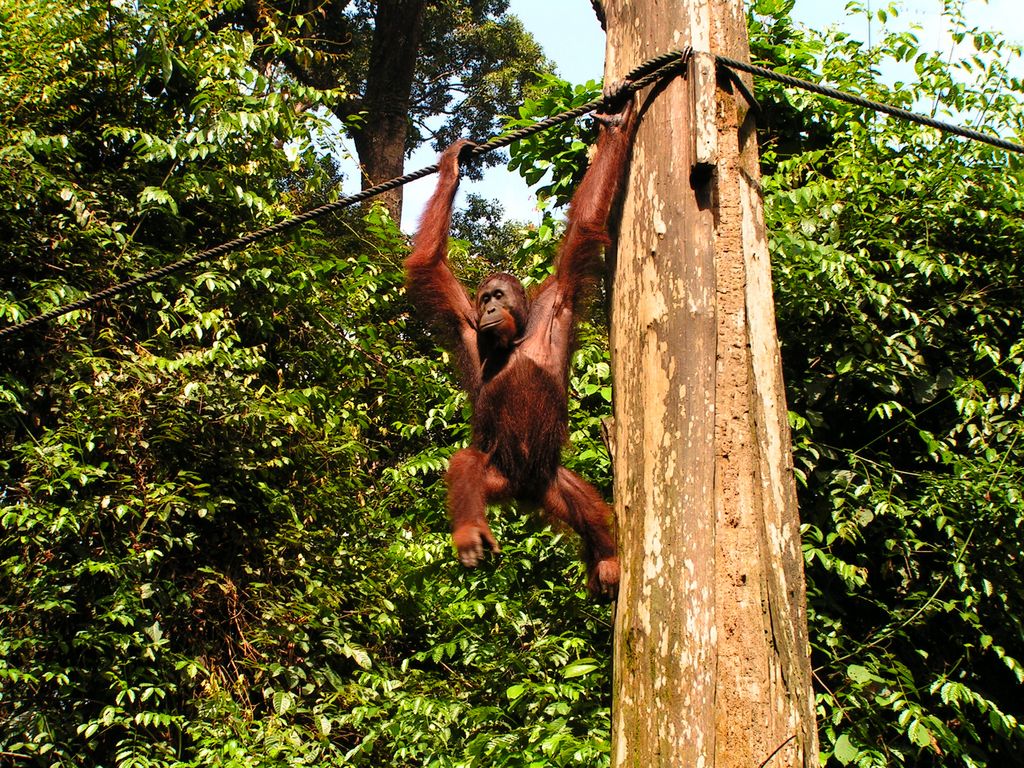 Malaysia - Borneo - Sepilok orangutans sanctuary 09