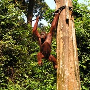 Malaysia - Borneo - Sepilok orangutans sanctuary 09