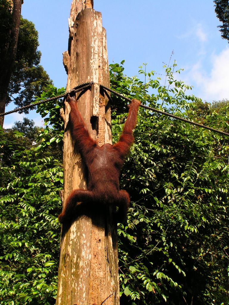 Malaysia - Borneo - Sepilok orangutans sanctuary 10