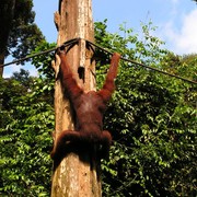 Malaysia - Borneo - Sepilok orangutans sanctuary 10