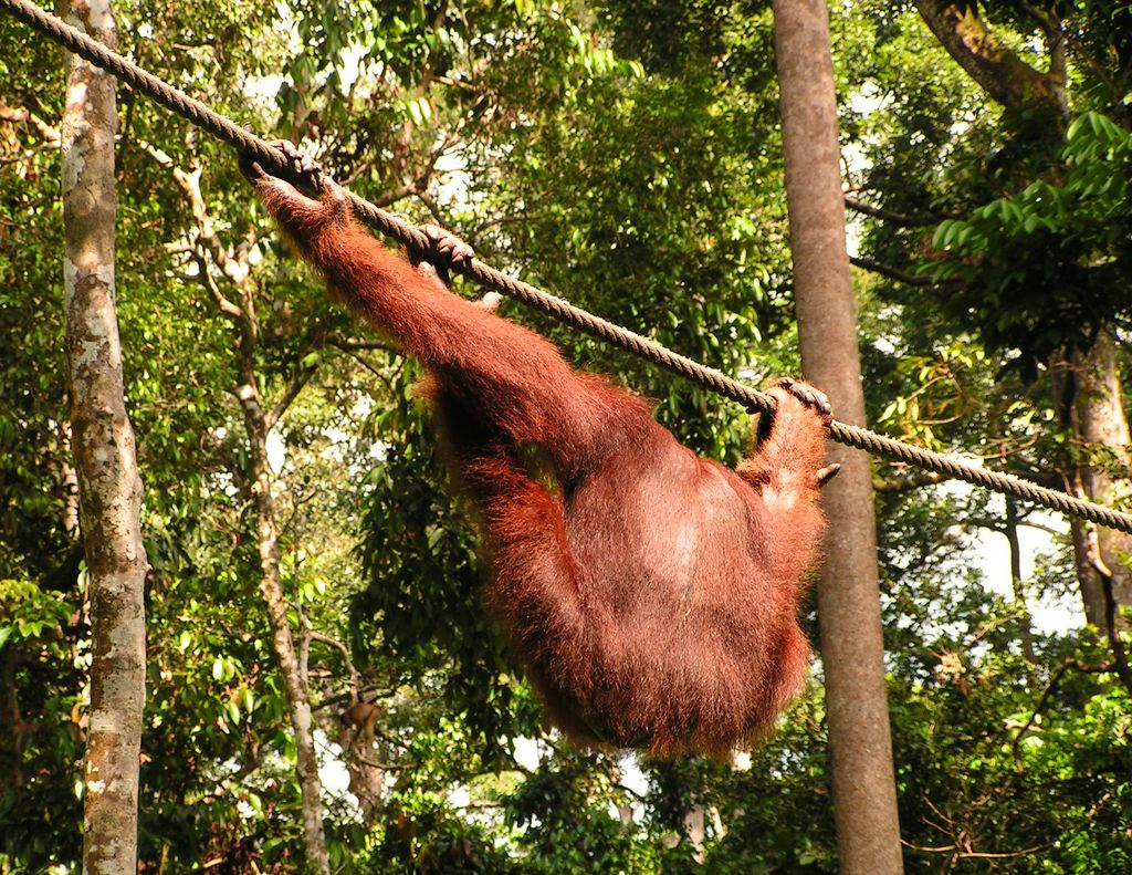 Malaysia - Borneo - Sepilok orangutans sanctuary 11