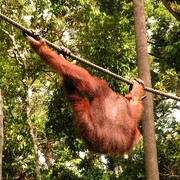 Malaysia - Borneo - Sepilok orangutans sanctuary 11