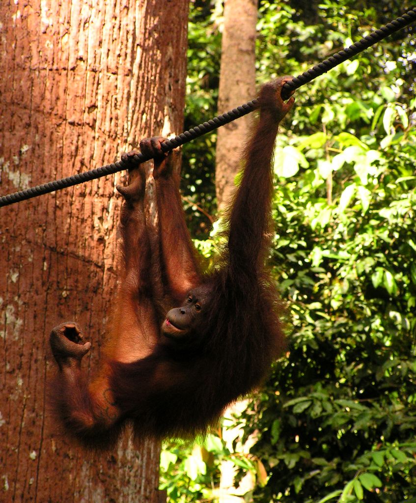 Malaysia - Borneo - Sepilok orangutans sanctuary 12