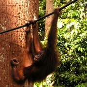 Malaysia - Borneo - Sepilok orangutans sanctuary 12