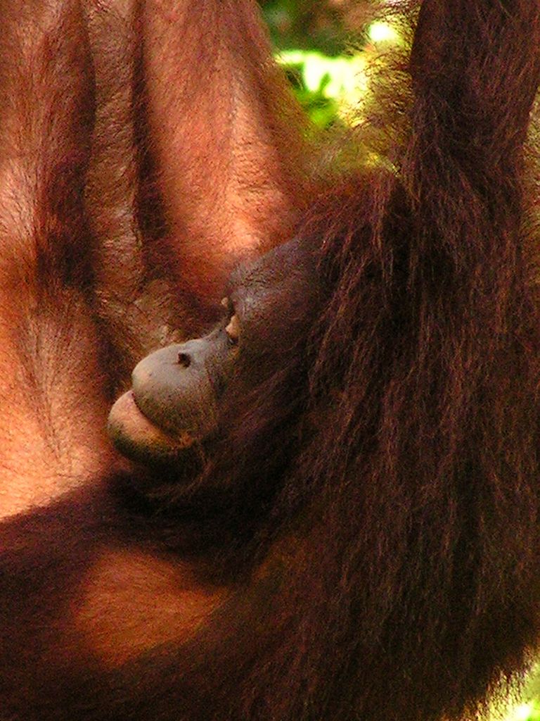 Malaysia - Borneo - Sepilok orangutans sanctuary 13