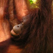 Malaysia - Borneo - Sepilok orangutans sanctuary 13