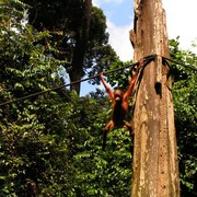 Malaysia - Borneo - Sepilok orangutans sanctuary 14