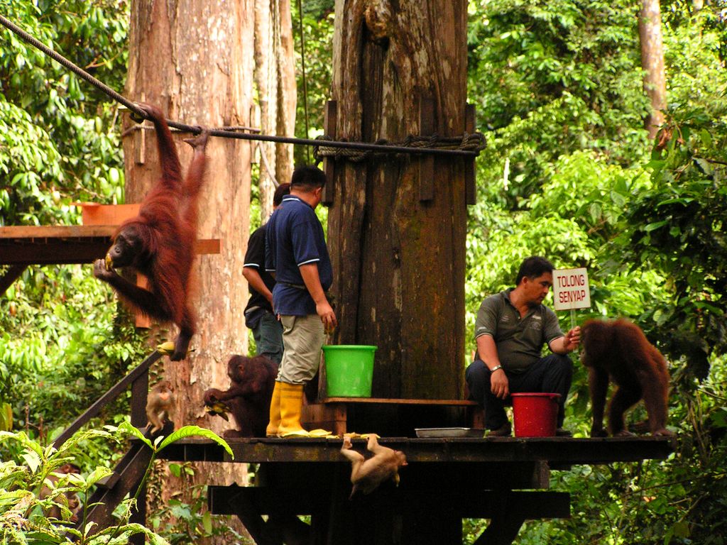 Malaysia - Borneo - Sepilok orangutans sanctuary 15