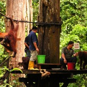 Malaysia - Borneo - Sepilok orangutans sanctuary 15