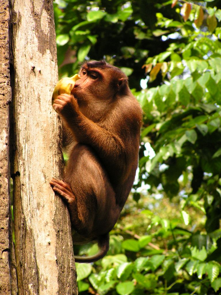 Malaysia - Borneo - Sepilok orangutans sanctuary 16