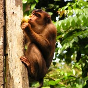 Malaysia - Borneo - Sepilok orangutans sanctuary 16