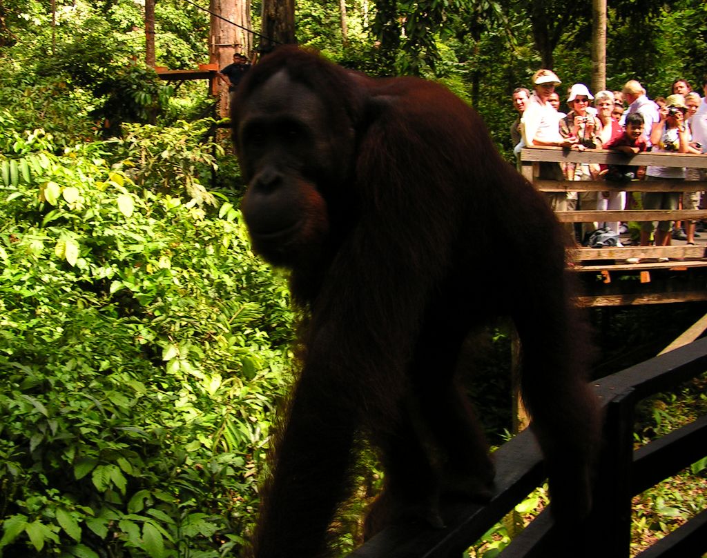 Malaysia - Borneo - Sepilok orangutans sanctuary 17