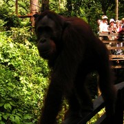 Malaysia - Borneo - Sepilok orangutans sanctuary 17