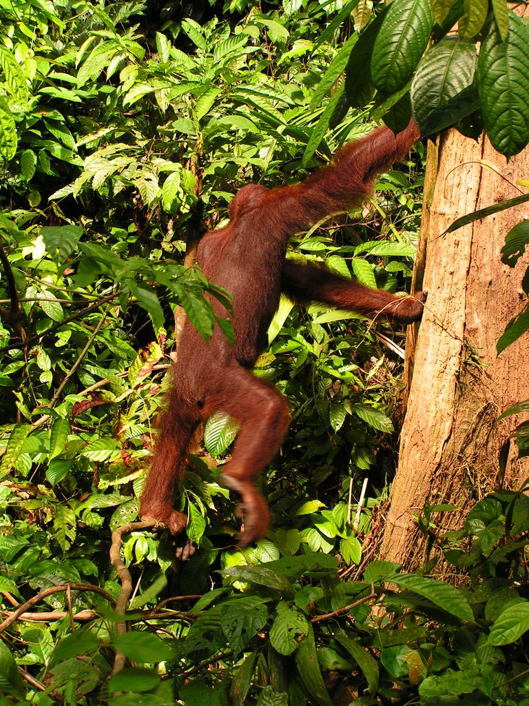 Malaysia - Borneo - Sepilok orangutans sanctuary 18