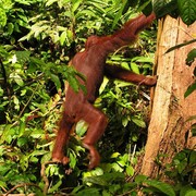 Malaysia - Borneo - Sepilok orangutans sanctuary 18