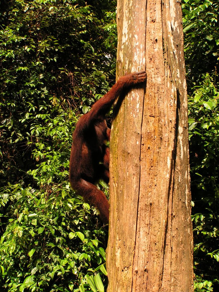 Malaysia - Borneo - Sepilok orangutans sanctuary 19