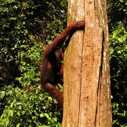 Malaysia - Borneo - Sepilok orangutans sanctuary 19