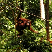 Malaysia - Borneo - Sepilok orangutans sanctuary 20