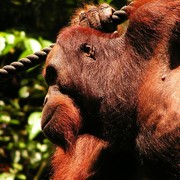 Malaysia - Borneo - Sepilok orangutans sanctuary 21