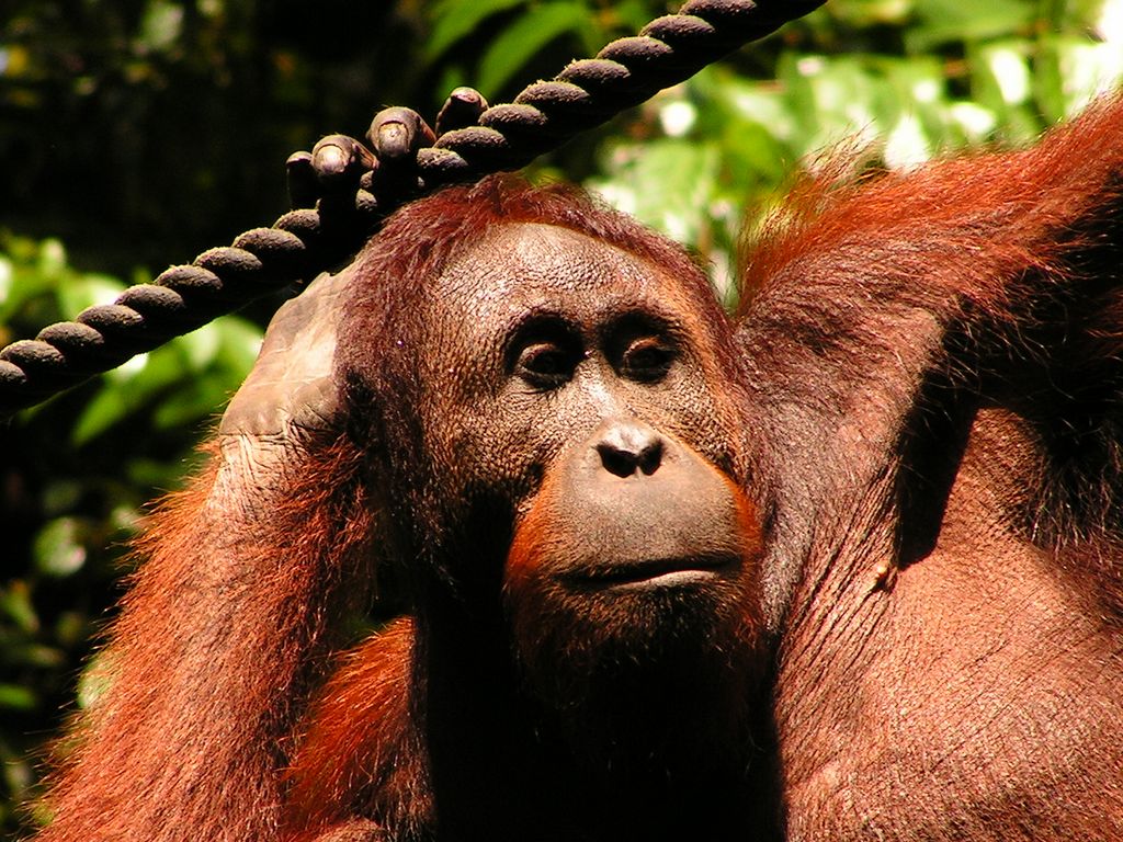 Malaysia - Borneo - Sepilok orangutans sanctuary 22