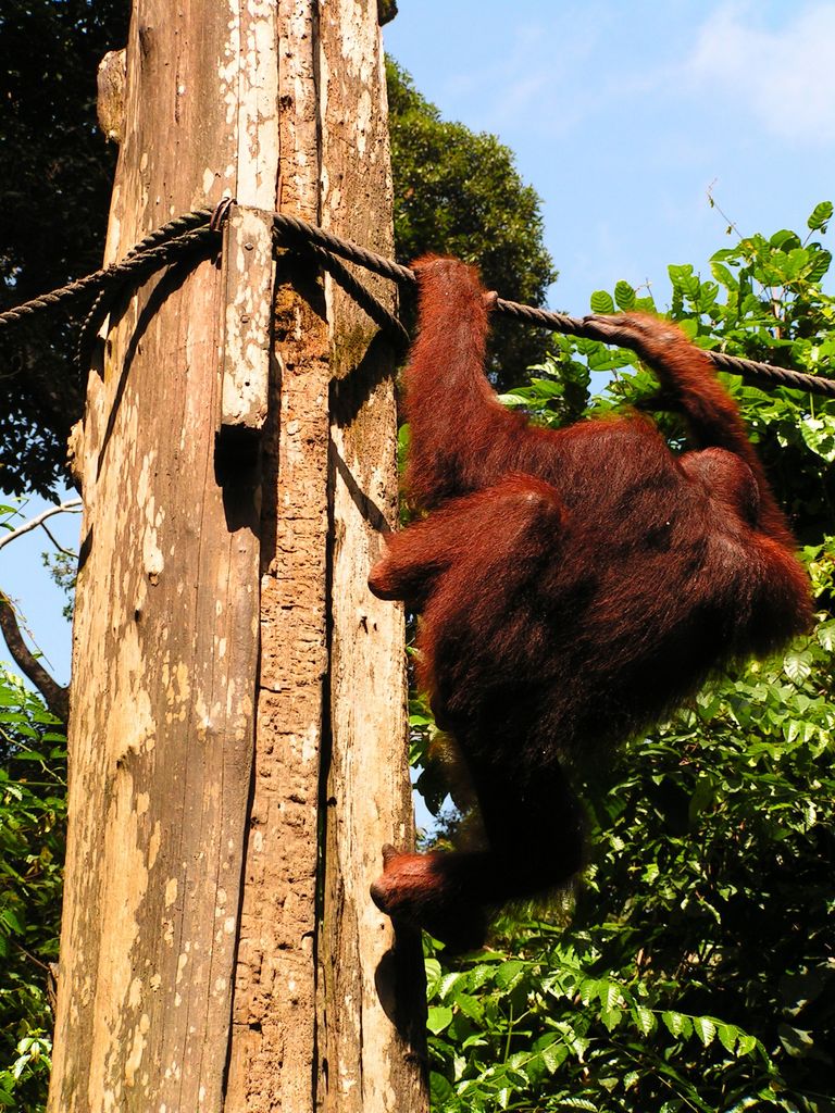 Malaysia - Borneo - Sepilok orangutans sanctuary 24