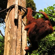 Malaysia - Borneo - Sepilok orangutans sanctuary 24