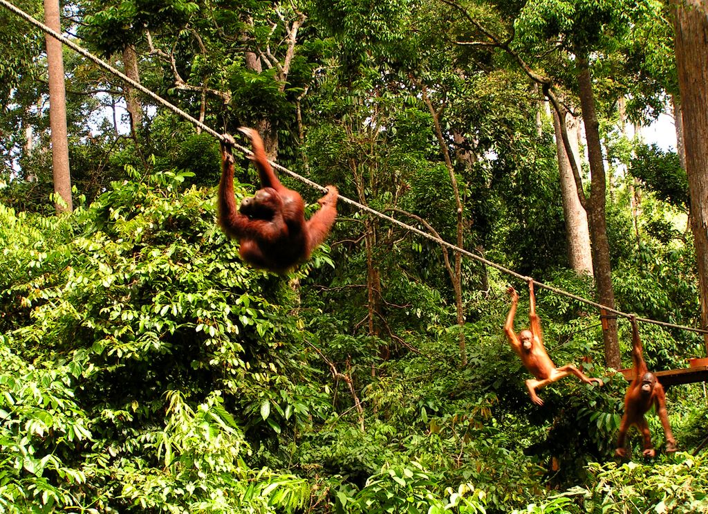 Malaysia - Borneo - Sepilok orangutans sanctuary 25