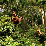 Malaysia - Borneo - Sepilok orangutans sanctuary 25
