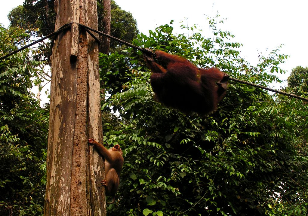 Malaysia - Borneo - Sepilok orangutans sanctuary 26