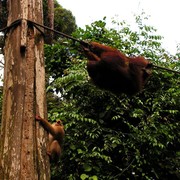 Malaysia - Borneo - Sepilok orangutans sanctuary 26