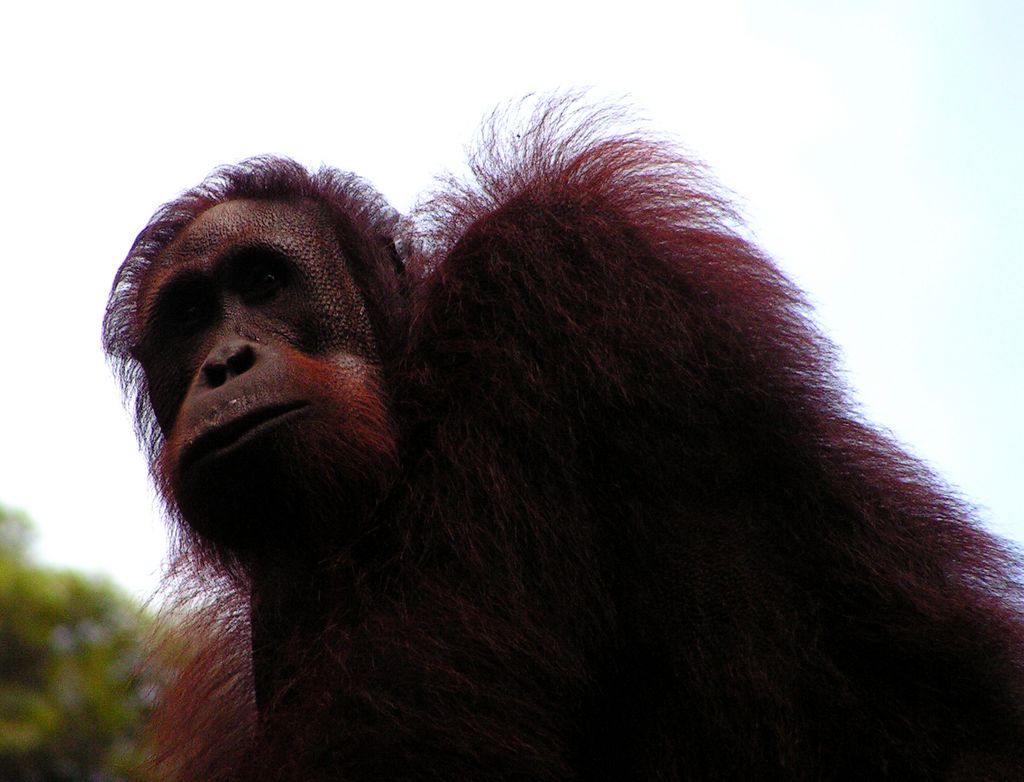 Malaysia - Borneo - Sepilok orangutans sanctuary 27