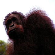 Malaysia - Borneo - Sepilok orangutans sanctuary 27