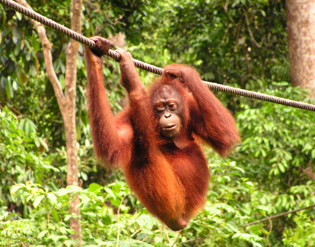 Malaysia - Borneo - Sepilok orangutans sanctuary 28