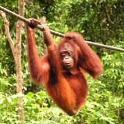 Malaysia - Borneo - Sepilok orangutans sanctuary 28