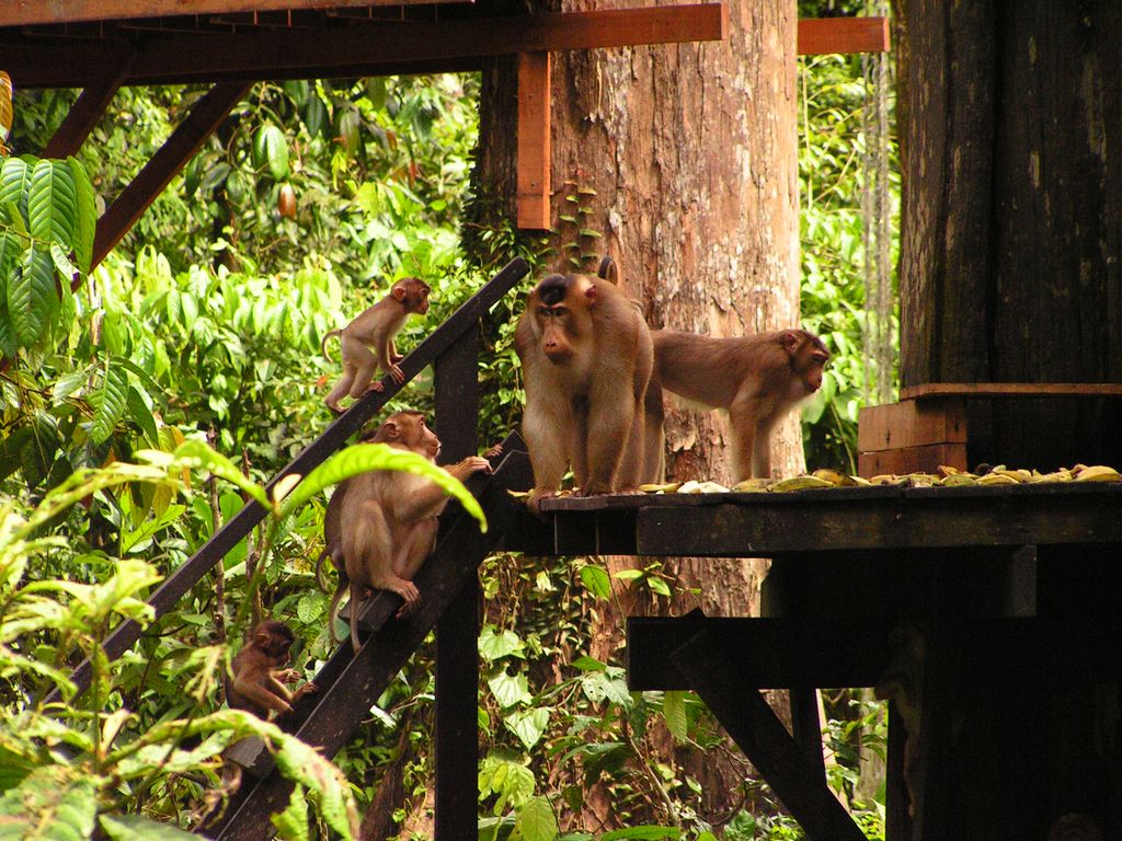 Malaysia - Borneo - Sepilok orangutans sanctuary 29