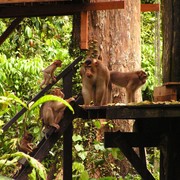 Malaysia - Borneo - Sepilok orangutans sanctuary 29