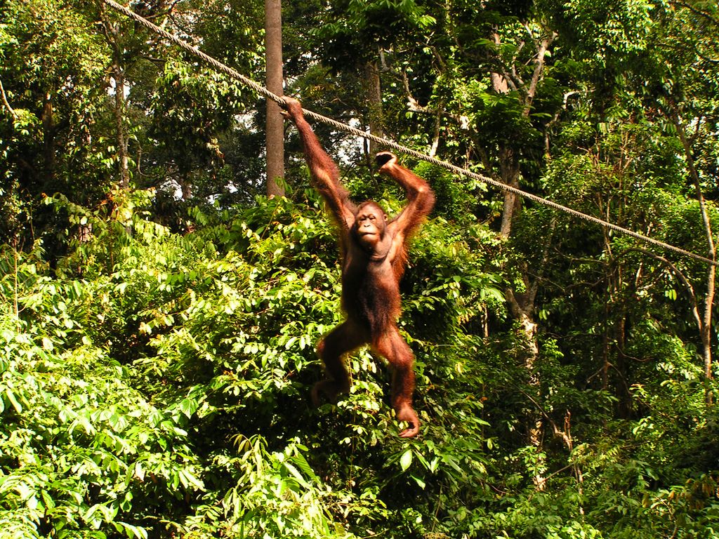 Malaysia - Borneo - Sepilok orangutans sanctuary 30