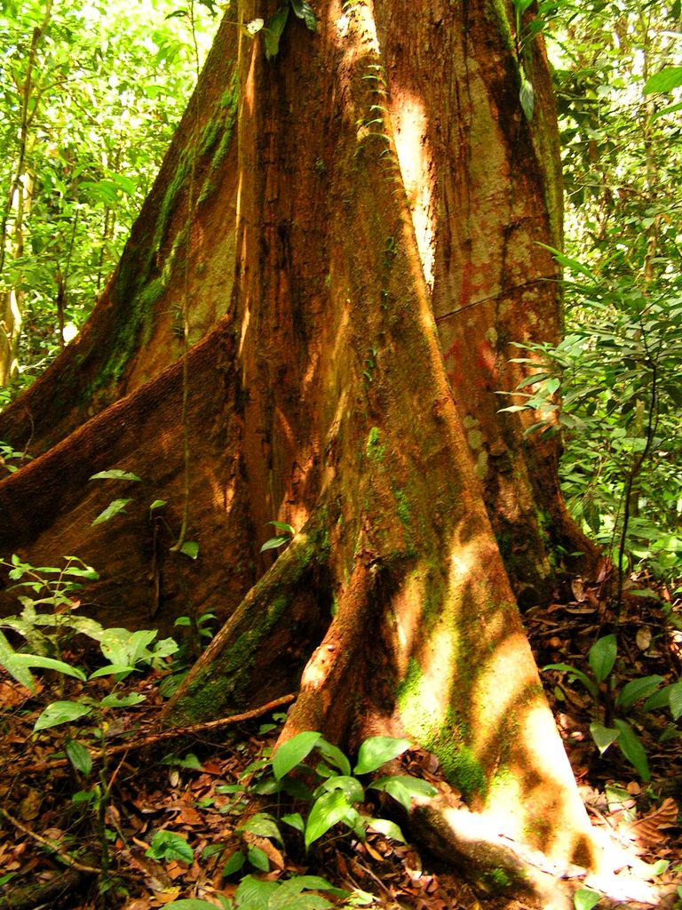 Malaysia - in a jungle in Borneo 03