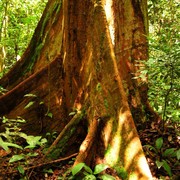 Malaysia - in a jungle in Borneo 03