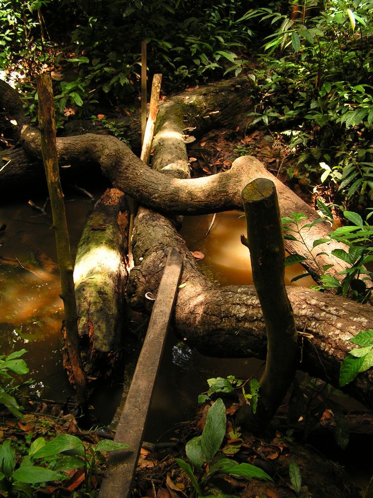 Malaysia - in a jungle in Borneo 04