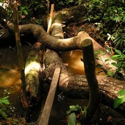 Malaysia - in a jungle in Borneo 04